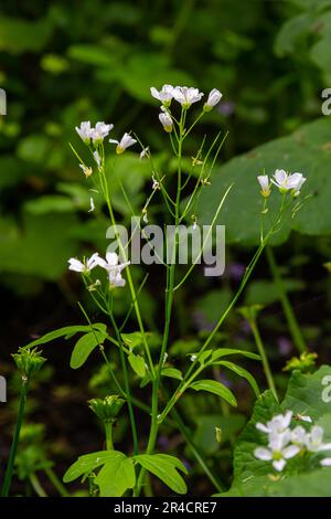 Cardamine amara, connue sous le nom de grande cresson amère. Forêt de printemps. fond floral d'une plante en fleurs. Banque D'Images