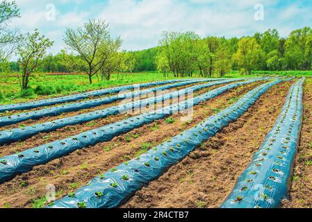 Rangées de fraises au sol recouvertes de film de paillis en plastique dans l'agriculture biologique. Culture de baies et de légumes à l'aide de la méthode de paillage Banque D'Images