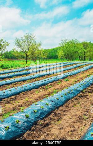 Rangées de fraises au sol recouvertes de film de paillis en plastique dans l'agriculture biologique. Culture de baies et de légumes à l'aide de la méthode de paillage Banque D'Images