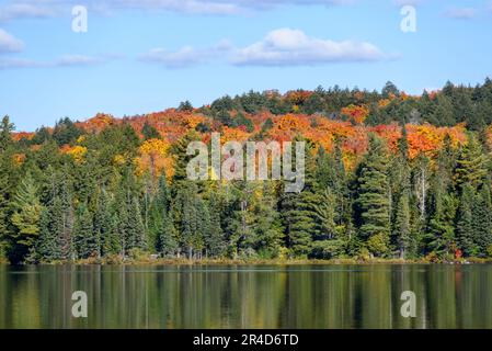 Arbres à feuilles caduques colorés au sommet du feuillage d'automne parmi les arbres à feuilles persistantes sur la rive d'un lac, le jour d'automne ensoleillé. Réflexion dans l'eau. Banque D'Images