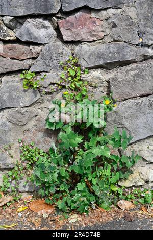 Les mauvaises herbes poussent dans des fissures dans le mur de pierre et la chaussée Banque D'Images