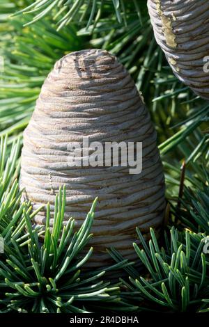 Cedrus libani Cèdre du Liban, Cedrus libani 'Ange bleu' Banque D'Images