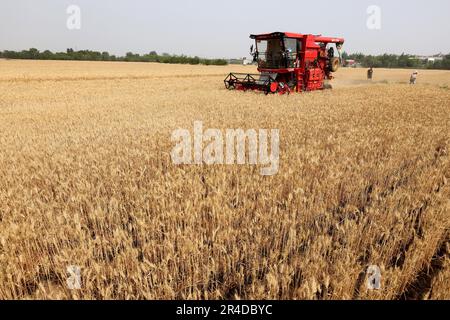 Zaozhuang, Chine. 27th mai 2023. ZAOZHUANG, CHINE - le 27 MAI 2023 - Un agriculteur conduit une moissonneuse pour récolter du blé dans un champ de blé du village de Tianzhuang, dans la ville de Zaozhuang, dans la province de Shandong, en Chine orientale, au 27 mai 2023. (Photo par Costfoto/NurPhoto) crédit: NurPhoto SRL/Alay Live News Banque D'Images