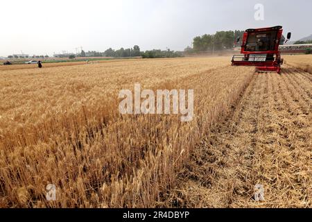 Zaozhuang, Chine. 27th mai 2023. ZAOZHUANG, CHINE - le 27 MAI 2023 - Un agriculteur conduit une moissonneuse pour récolter du blé dans un champ de blé du village de Tianzhuang, dans la ville de Zaozhuang, dans la province de Shandong, en Chine orientale, au 27 mai 2023. (Photo par Costfoto/NurPhoto) crédit: NurPhoto SRL/Alay Live News Banque D'Images