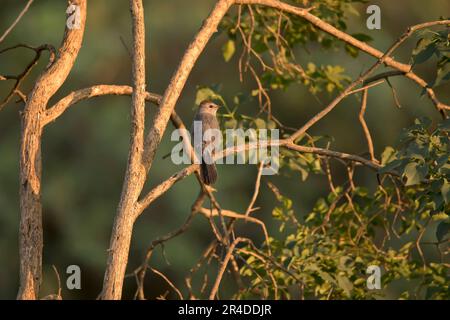 Un oiseau-chat gris, Dumetella carolinensis, perches avec dos à la caméra et tête regardant droit dans une soirée de printemps dans l'Iowa. Banque D'Images