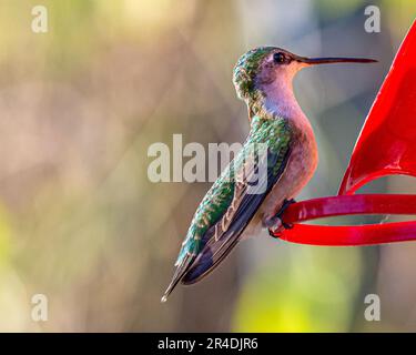 Colibris. Dans un jardin surcultivé de Barrie, en Ontario, les plus petits oiseaux volent vers les fleurs colorées pour se nourrir du nectar de fleurs douces. Banque D'Images