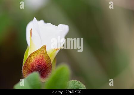 Détail latéral d'un bourgeon d'une fleur blanche appelée Cistus populifolius, il est fermé et la corolle blanche avec ses pétales peut être vue. Mise au point sélective, Banque D'Images