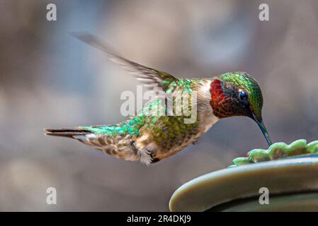 Colibris. Dans un jardin surcultivé de Barrie, en Ontario, les plus petits oiseaux volent vers les fleurs colorées pour se nourrir du nectar de fleurs douces. Banque D'Images