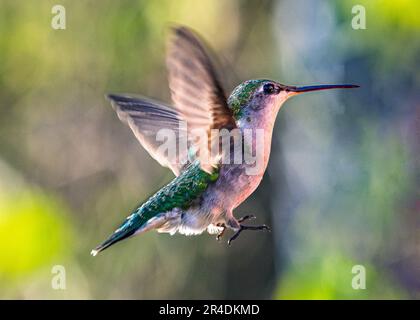 Colibris. Dans un jardin surcultivé de Barrie, en Ontario, les plus petits oiseaux volent vers les fleurs colorées pour se nourrir du nectar de fleurs douces. Banque D'Images