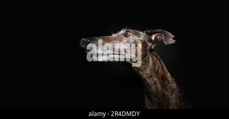 Profil brindle greyhound avec une sérieuse expressios face et regarder loin. Isolé sur fond noir. Banque D'Images