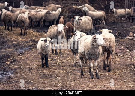 Un troupeau de moutons attend dans leur pli pour sortir à la grisaille. C'est une journée sombre et nuageux. Le pli est boueux et sale. Banque D'Images