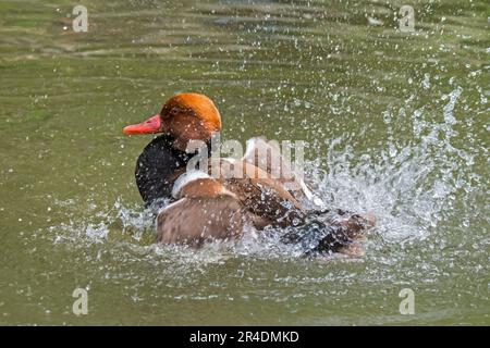 Le pommier à crasse rouge (Netta rufina) est un homme qui se reporte dans le plumage nageant et qui éclabousse de l'eau par des ailes qui flottent dans le lac au printemps Banque D'Images