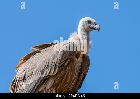 Vautour de Griffon / oiseau charpeux eurasien de griffon (Gyps fulvus) originaire du sud de l'Europe, de l'Afrique du Nord et de l'Asie Banque D'Images