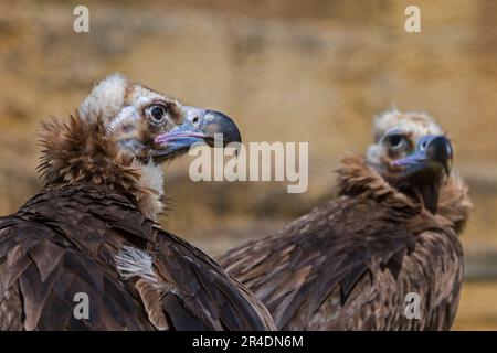 Vautour de Cinereous / vautour de Monk / vautour de l'Eurasie (Aegypius monachus), gros plan du couple en face rocheuse Banque D'Images