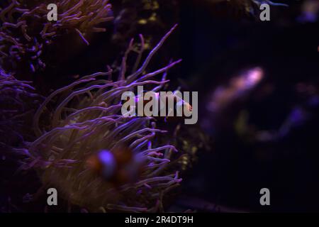 Clownfishes avec des oursins sur une roche dans un aquarium réservoir vu de près Banque D'Images