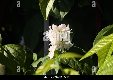 Deutzia gracilis en pleine floraison qui grandit sur une clôture et est vue de près Banque D'Images