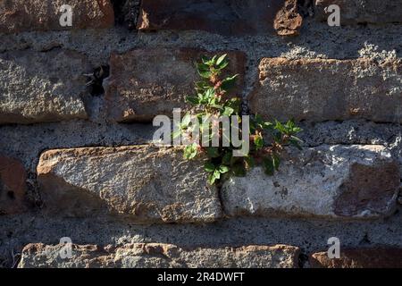 Touffes d'herbe poussant sur un mur de brique vue de près Banque D'Images