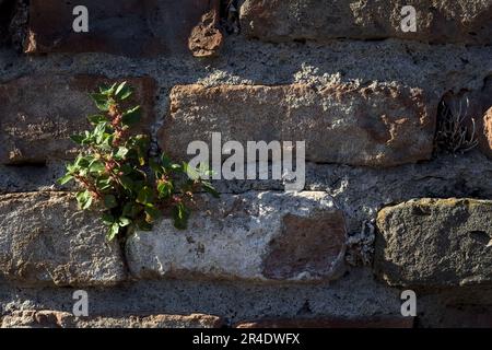 Touffes d'herbe poussant sur un mur de brique vue de près Banque D'Images