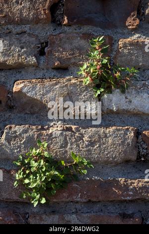 Touffes d'herbe poussant sur un mur de brique vue de près Banque D'Images