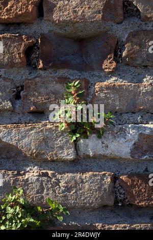 Touffes d'herbe poussant sur un mur de brique vue de près Banque D'Images