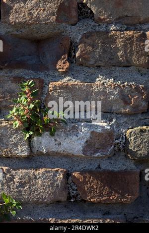 Touffes d'herbe poussant sur un mur de brique vue de près Banque D'Images