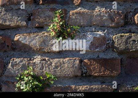 Touffes d'herbe poussant sur un mur de brique vue de près Banque D'Images