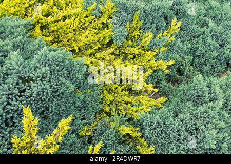 Plantes à couverture de sol bleu jaune Banque D'Images