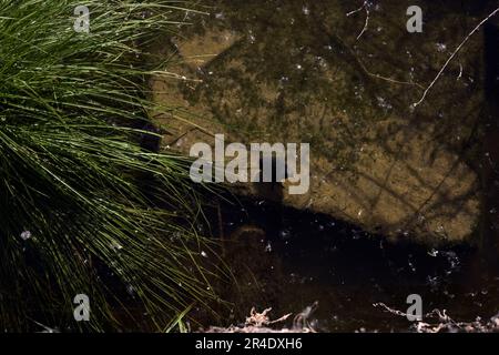 Moorhen avec ses poussins sur un rocher à côté d'une plante vue d'en haut Banque D'Images