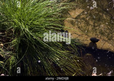 Moorhen avec ses poussins sur un rocher à côté d'une plante vue d'en haut Banque D'Images