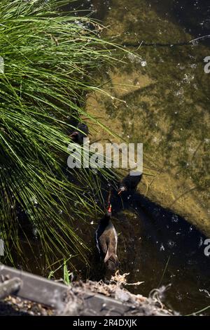 Moorhen avec ses poussins sur un rocher à côté d'une plante vue d'en haut Banque D'Images