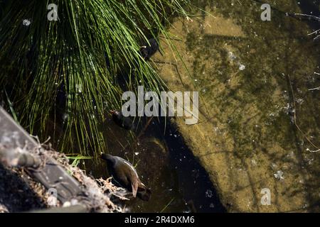 Moorhen avec ses poussins sur un rocher à côté d'une plante vue d'en haut Banque D'Images