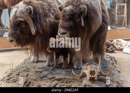 Taxidermied muskox famille avec un jeune veau et deux adultes vus dans un musée au Canada. Banque D'Images