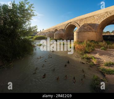 Groupe de canards au fleuve Guadalquivir près du pont romain - Cordoue, Andalousie, Espagne Banque D'Images