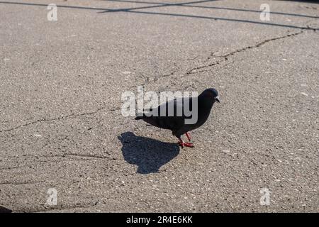 Pigeon à Opatija Banque D'Images