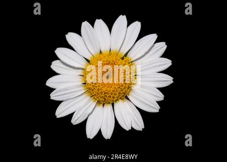 Vue de dessus de Marguerite jaune et blanche. Camomille isolée sur fond noir. Banque D'Images