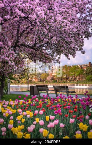 Cerisiers en fleurs et tulipes pendant le Festival canadien des tulipes, Ottawa, Canada Banque D'Images