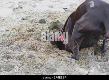 Chien-pointeur allemand à courte vue chiot creusant dans le sable sur la plage de mer Banque D'Images
