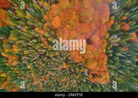 Vue aérienne de drone sur la forêt d'automne. Arbres colorés dans le bois. Arrière-plan de l'automne, vue aérienne de drone de beau paysage de forêt avec des arbres d'automne Banque D'Images