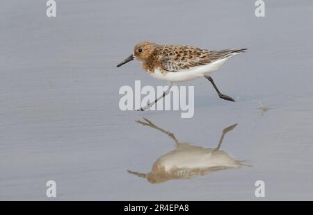 Sanderling (Calidris alba) dans le plumage de reproduction qui s'étend le long de la côte océanique, Galveston, Texas, États-Unis. Banque D'Images