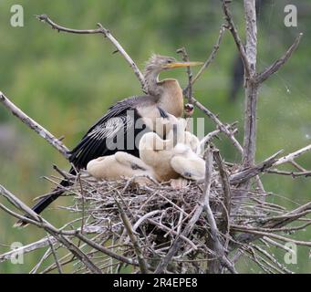 Anhinga (Anhinga anhinga) femelle avec des poussins dans le nid, High Island, Texas, États-Unis. Banque D'Images