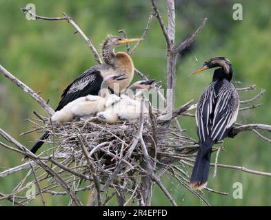 Anhinga (Anhinga anhinga) femelle et mâle avec des poussins dans le nid, High Island, Texas, États-Unis. Banque D'Images