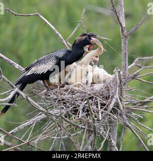 Anhinga (Anhinga anhinga) mâle nourrissant des poussins dans le nid, High Island, Texas, États-Unis. Banque D'Images
