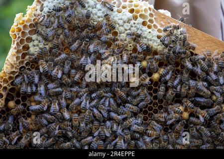 Abeilles sur des nids de miel avec du miel. Banque D'Images