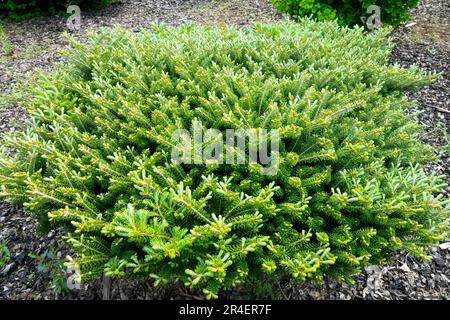 Korean Fir, Abies koreana 'Nana' Banque D'Images
