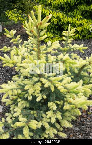 Vif, Picea pungens 'Spring Ghost' arbre d'épinette bleue, conifères, pousses jeune arbre Banque D'Images