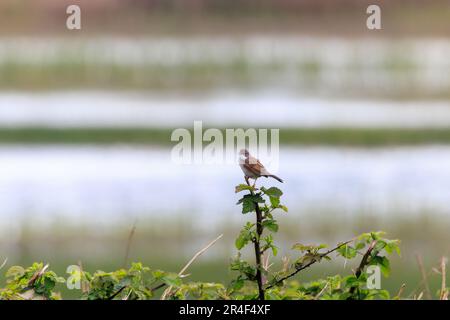 Whitethroat commun [ Sylvia communis ] chant de perch sur BlackBerry STEM Banque D'Images