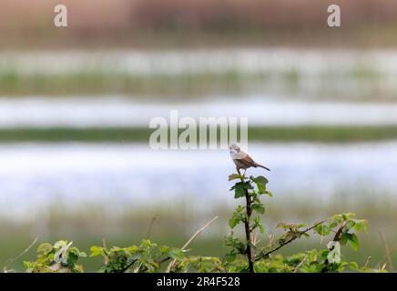 Whitethroat commun [ Sylvia communis ] chant de perch sur BlackBerry STEM Banque D'Images