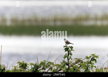 Whitethroat commun [ Sylvia communis ] chant de perch sur BlackBerry STEM Banque D'Images