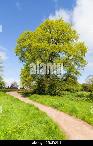 Chêne anglais au printemps le long du chemin naturel sous ciel partiellement bleu Banque D'Images