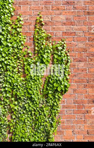 Ivy vert grimpant verticalement sur un mur en brique rouge propre avec de la végétation en forme de doigts Banque D'Images